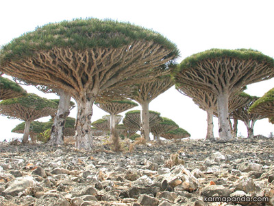 socotra1.jpg