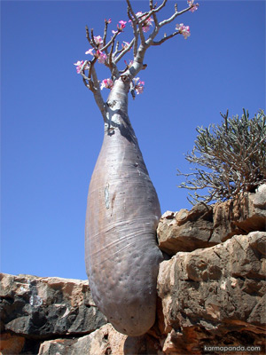 socotra2.jpg