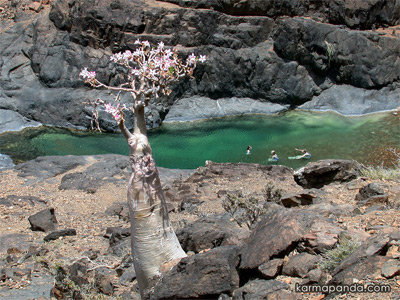 socotra3.jpg