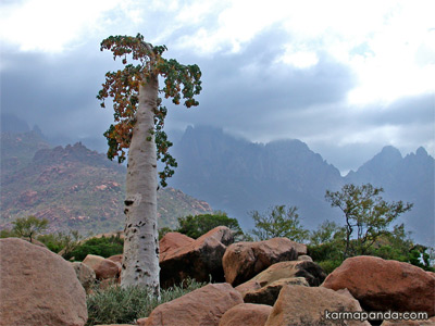 socotra4.jpg