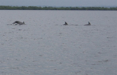 bahiadelosdelfines-panama.jpg