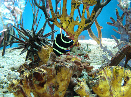 Corales de Isla Rosario