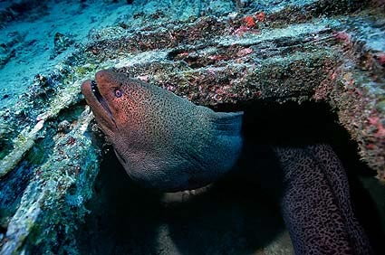 Buceando y descubriendo la belleza de la fauna submarina