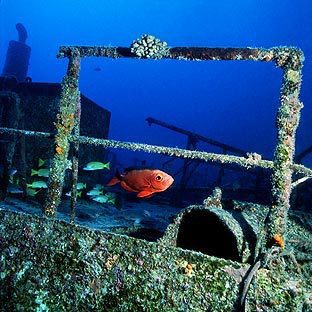 Preciosa imagen de unos peces al lado de uno de los barcos sumergidos