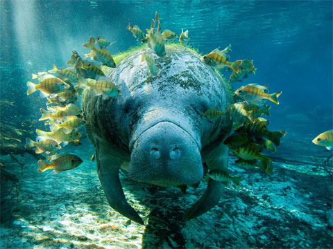 ▷ Fotos increíbles y fondos de pantalla: Bajo el agua | TodoAventuras