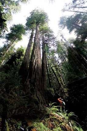 Parque Nacional Redwood