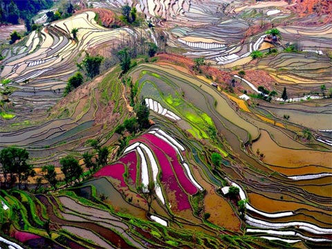Fondo de pantalla: arrozales en China