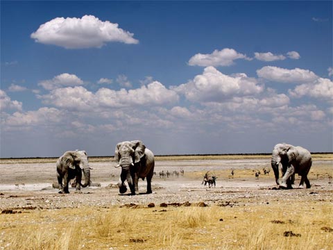 Wallpaper de elefantes en Namibia