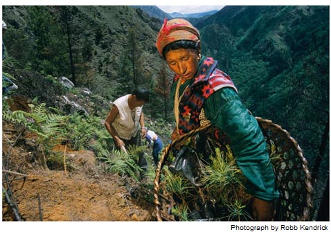 Limpieza y repoblación de árboles en el Nepal