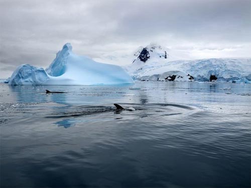 Wallpaper de ballenas en la Antártida