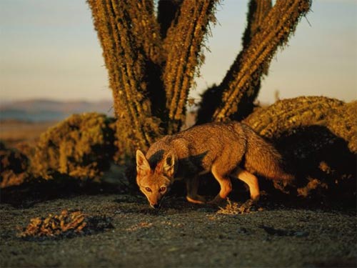 Fauna salvaje: zorro en Chile