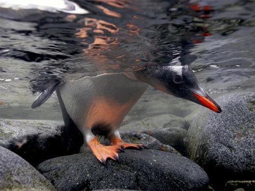 Pingüinos en la Antártida