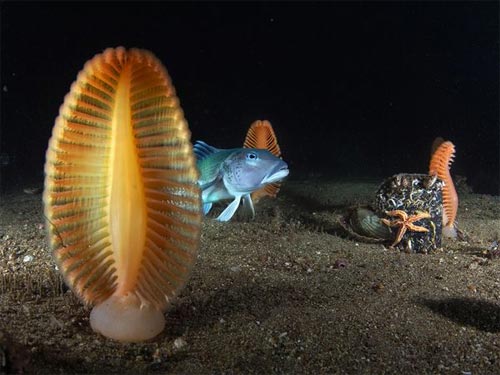 Fauna salvaje: Bacalao en las profundidades del mar, cerca de Nueva Zelanda