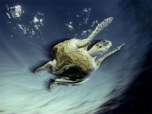 Fauna salvaje: Tortuga en el Mar Rojo