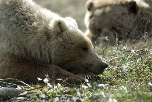 Osos, animales salvajes en Denali