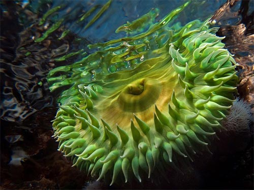 Un buceador toma esta fantástica imagen de una anémona verde