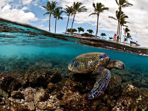 Colorido wallpaper de una tortuga en Hawaii