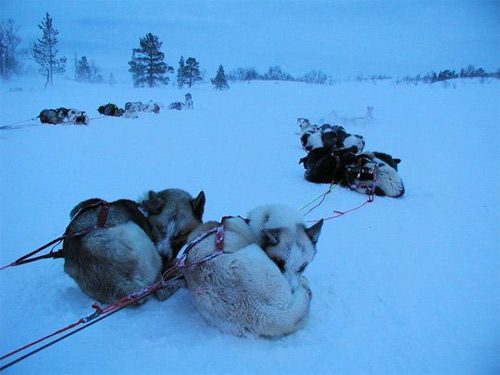 Mushing en Noruega