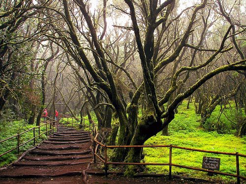 Senderismo y excursiones en el Parque Nacional de Garajonay, Isla de la Gomera