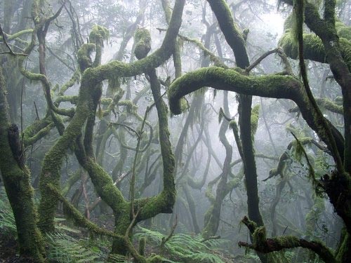 Bosque de laurisilva