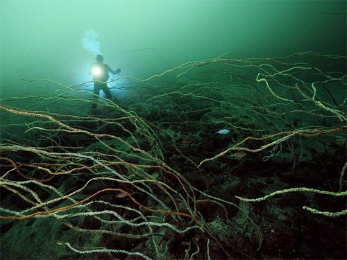 Bosque de coral látigo en la Bahía Suruga, en Japón