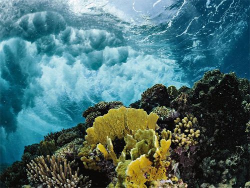 Arrecife de coral en el Mar Rojo