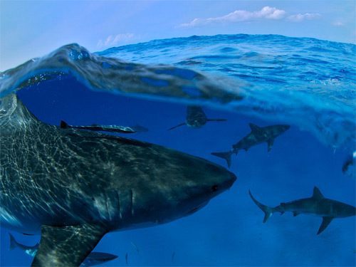 Tiburones en las Bahamas