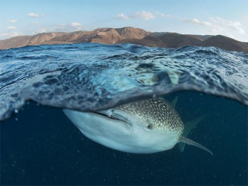 Tiburones Ballena