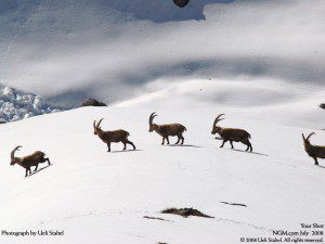 Fondo de pantalla de cabras montesas en los Alpes Suizos