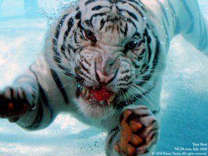 Fondo de pantalla de un tigre en una piscina