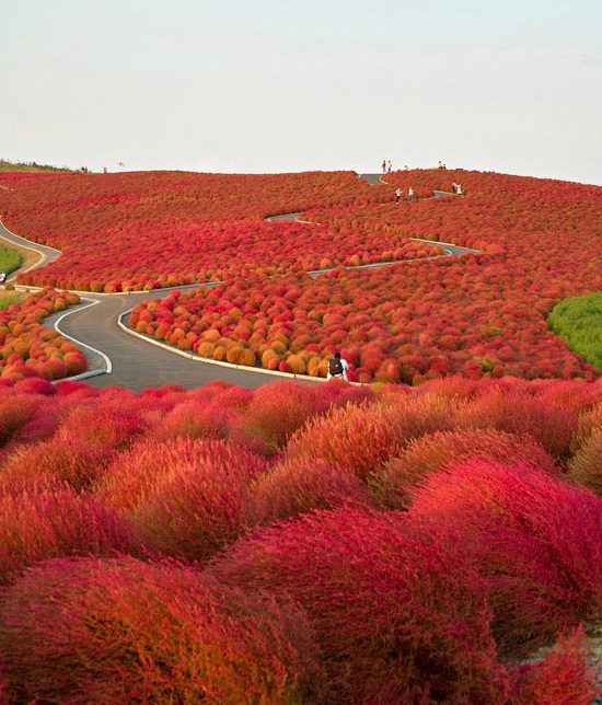 Kochia Hill, Japón