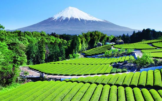 Jardín de Té, y al fondo el Monte Fuji