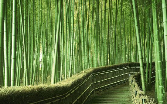 Jardín de bambú en Kyoto