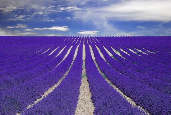 Paisaje de Lavanda en Francia