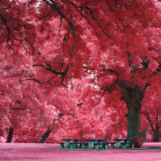 Precioso árbol colorido