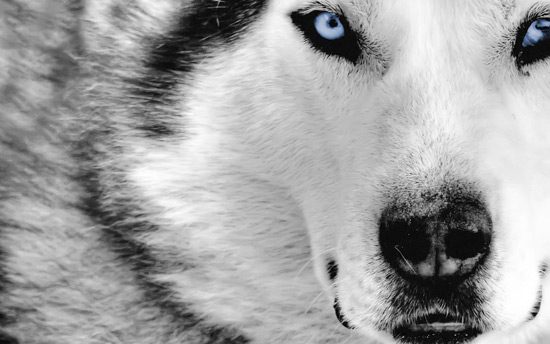Impactantes los ojos de este lobo