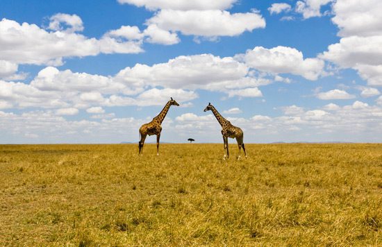 Típica pero bonita foto de jirafas
