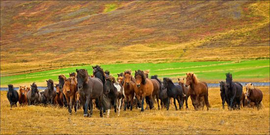 Espectacular manada de caballos