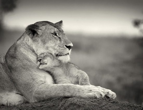 Qué tierna foto de esta leona con su cría