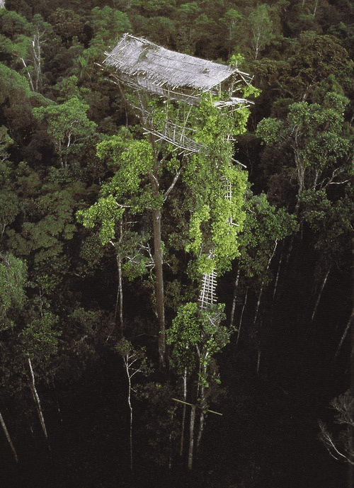 La casita del árbol más alta