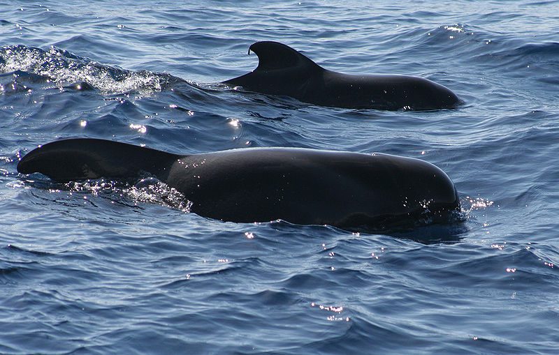 Ballenas en el mar de Tenerife