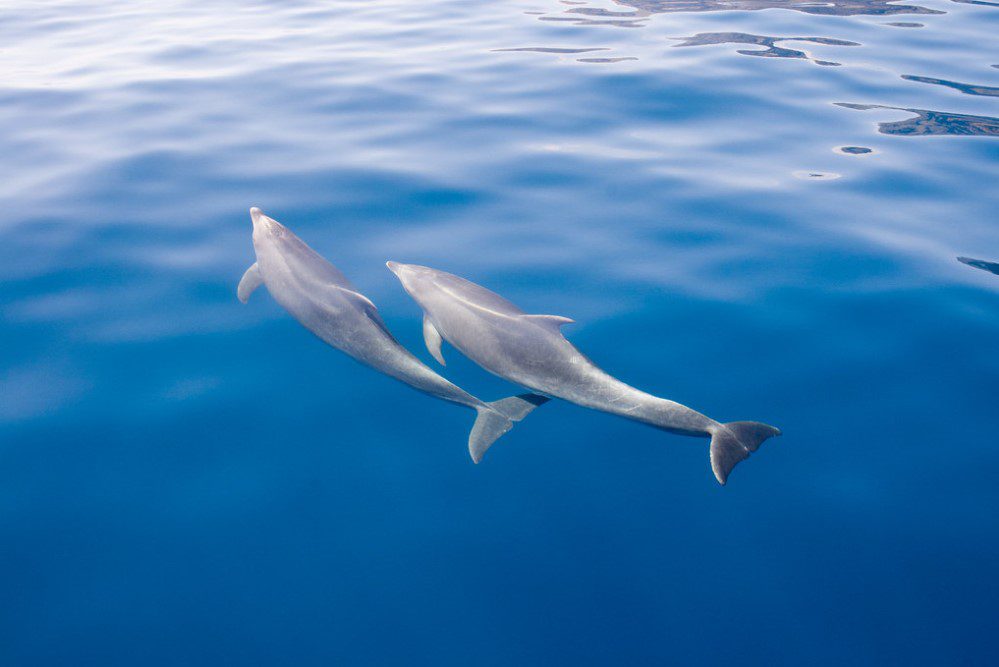 Delfines en el mar de Tenerife