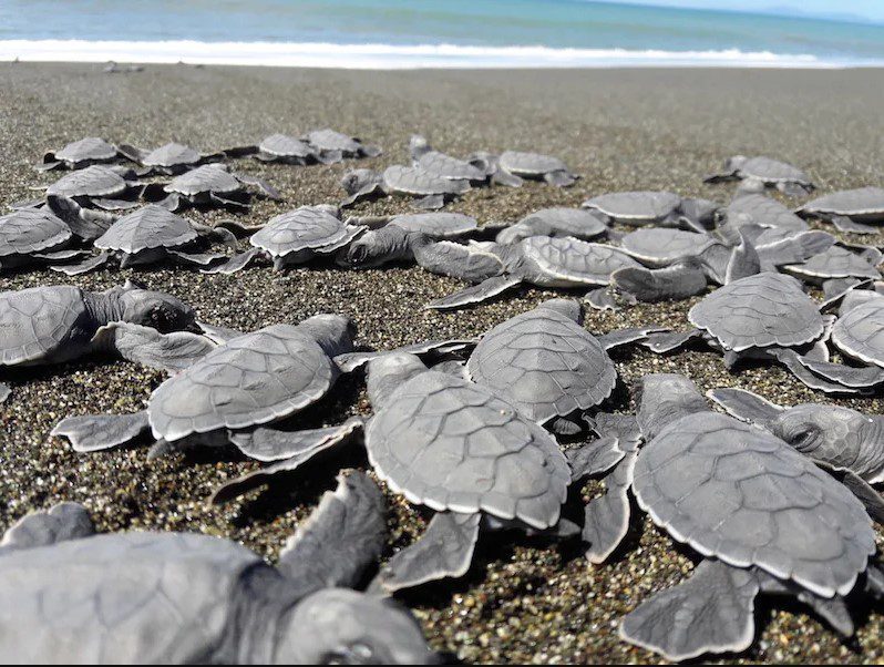 Tortugas marinas