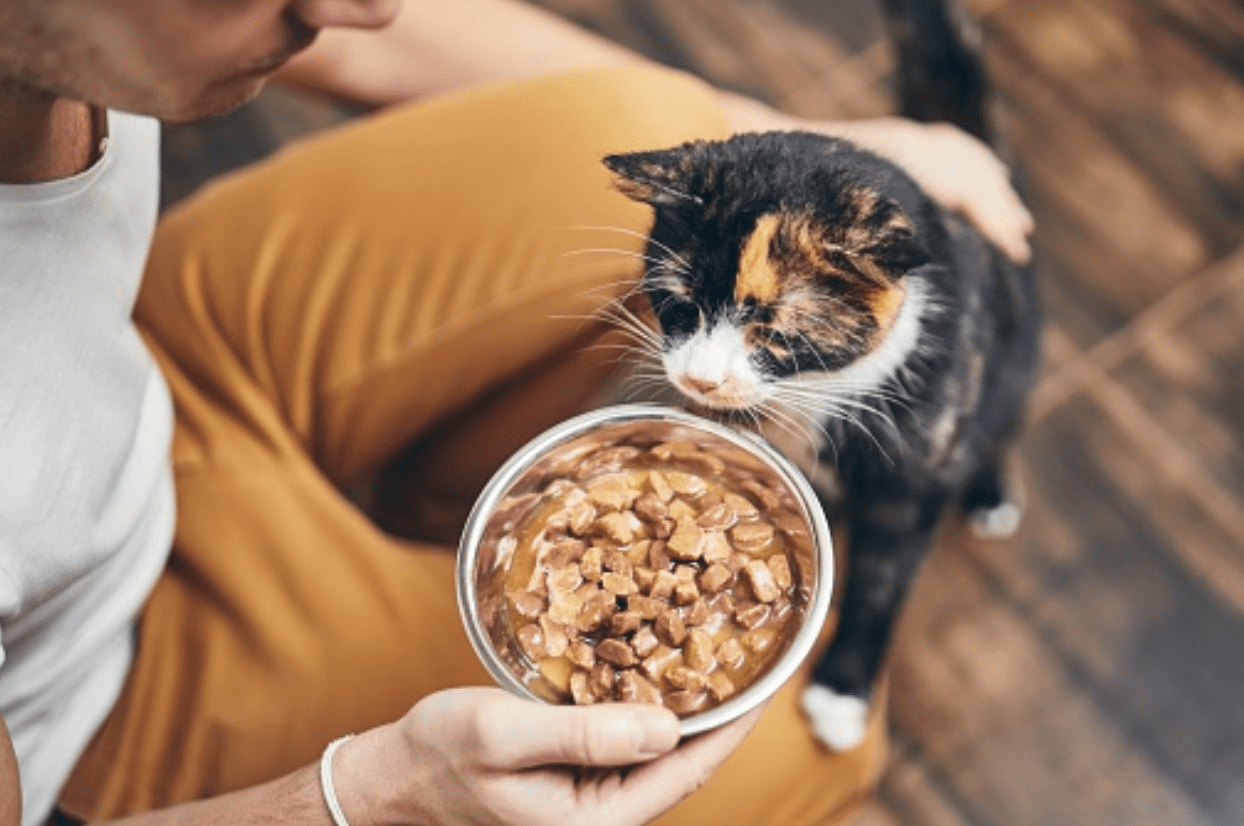 Comida para gatos
